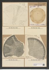 Aulacodiscus grunowii Cleve (de-Toni-Nr.: Genus 182, Species 4555) Zeichnungen Sammlung Grunow Nr. 8163 (NHMW-BOT-W0377529)